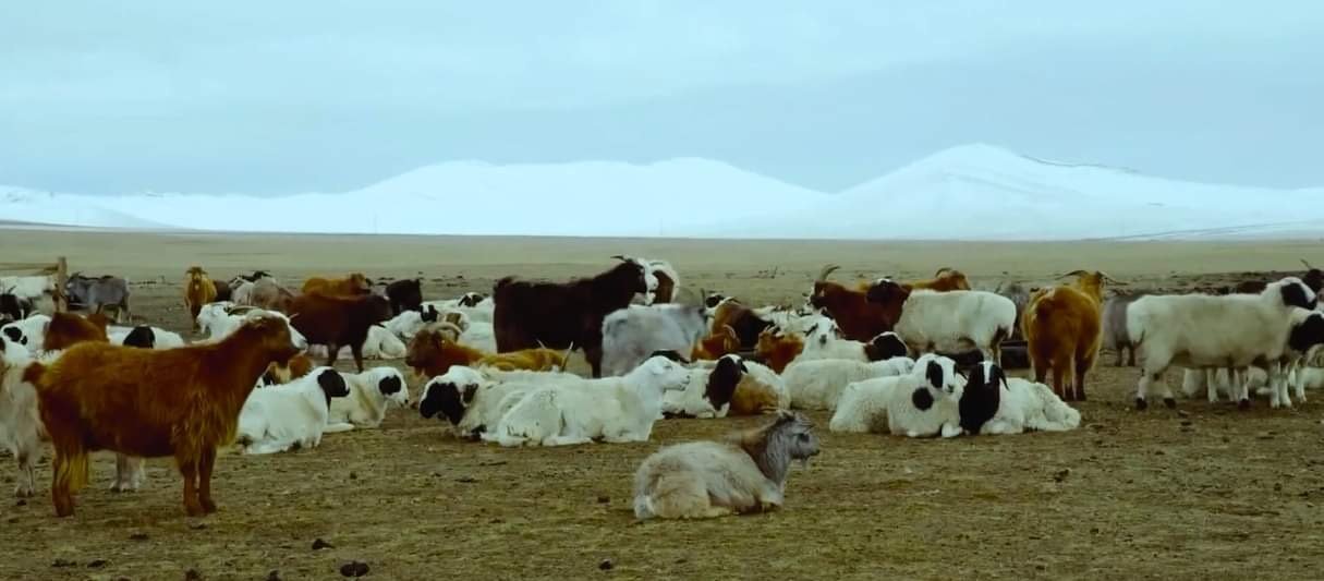 Мал сүргийг бүртгэлжүүлж, мэдээллийн нэгдсэн сан бүрдүүлнэ