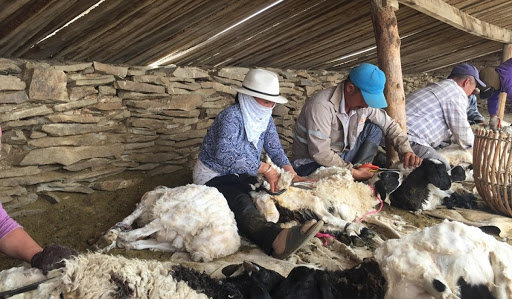 Малчдыг QR кодоор бүртгэж, ноосны урамшуулал олгоно