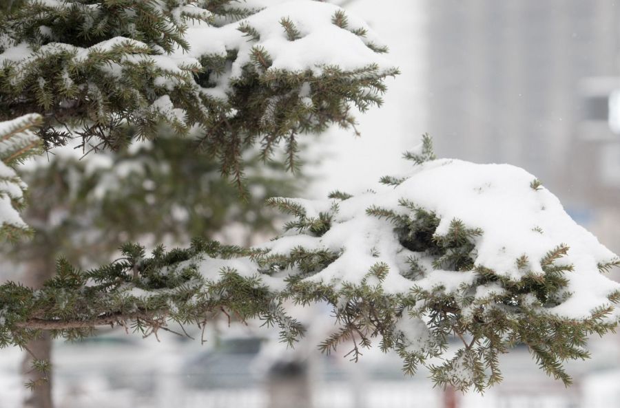 Өнөөдөр: Ихэнх нутгаар нойтон цас орно