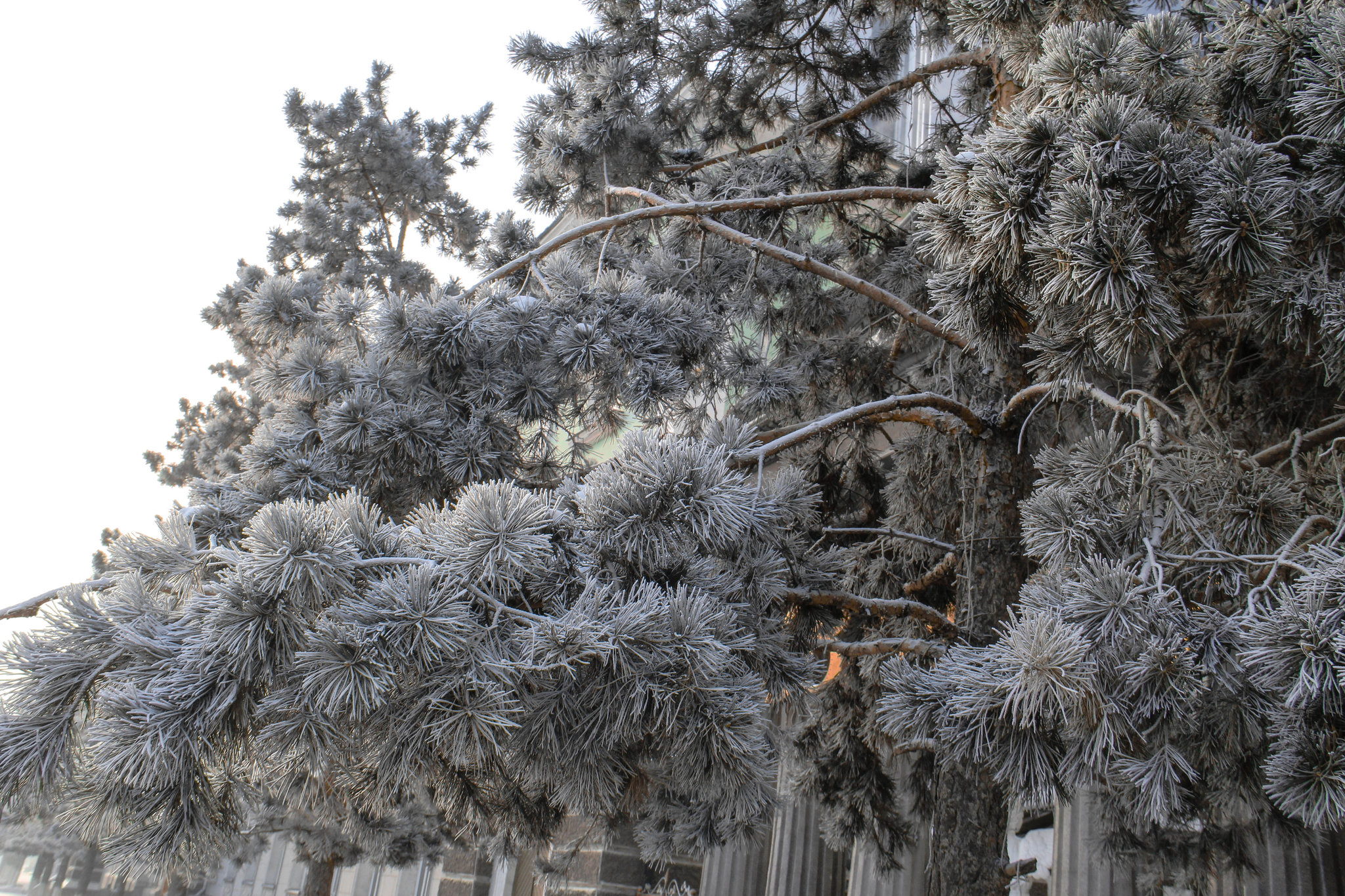 Цаг агаар: Хангай, Хэнтийн уулархаг нутгаар нойтон цас үргэлжлэн орно