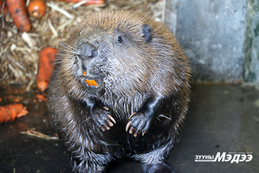 Фото: Герман болон ОХУ-аас Монголд нутагшуулсан 44 бодгаль минж