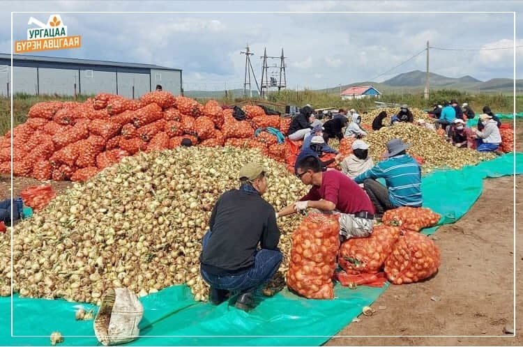 Ургац хураалтад 7308 ажлын байрны захиалга иржээ