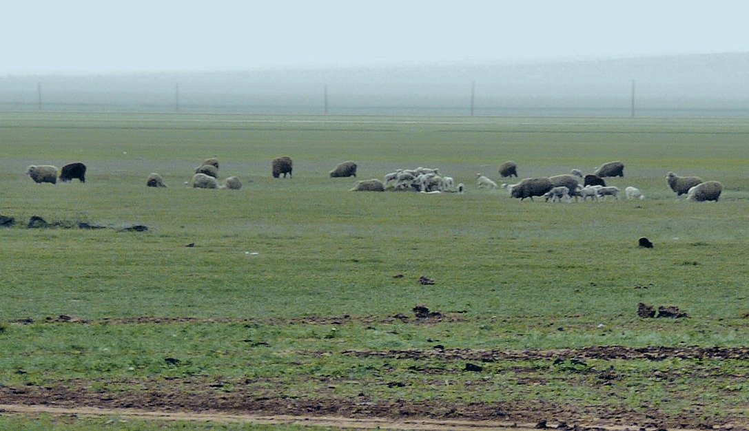 Халимагийн элсэн цөл малын бэлчээрийг үгүй хийж байна