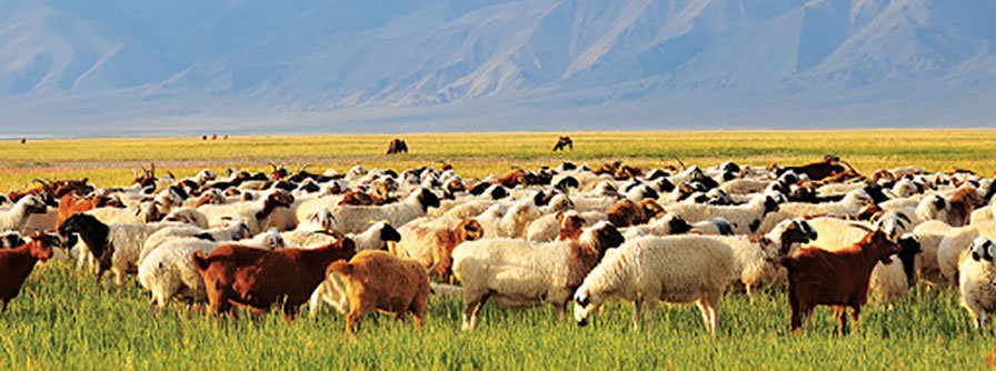 SOS! Малын халдварт өвчин гараагүй аймаг үлдсэнгүй