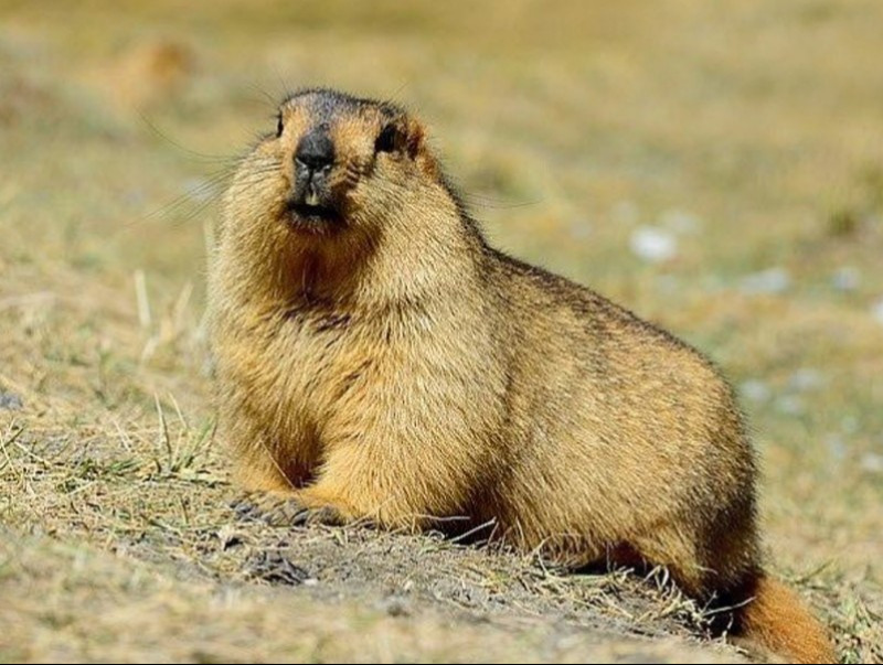 Тарваган тахлаар нэг хүн нас барж, ойрын хавьтал болсон 22 хүний шинжилгээ эерэг гарчээ