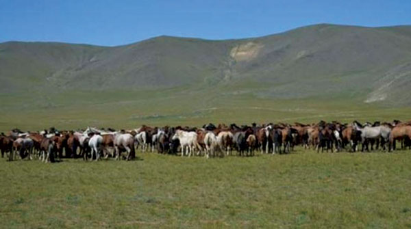 Эрдэнэт хүлгээ эрлийз гөлөгний үнээр Хятад руу ачуулж байна