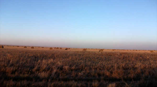 Дорнод Монголын талаас хятадууд хадлан бэлтгэж байна