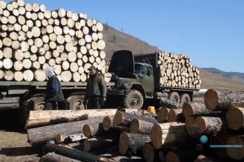 Их засаг хуулийг эргэн харъя “Мод сүйтгэсэн, түймэр дэгдээсэн хүн”-ийг цаазална
