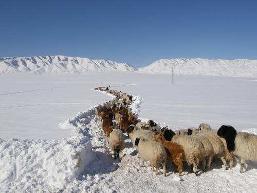 Хойд нутгуудаар өвөлжилт хүндрэх эрсдэлтэй