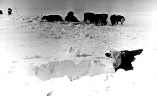 Улаан загалмайгаас  малчдад 300 сая төгрөг олгоно