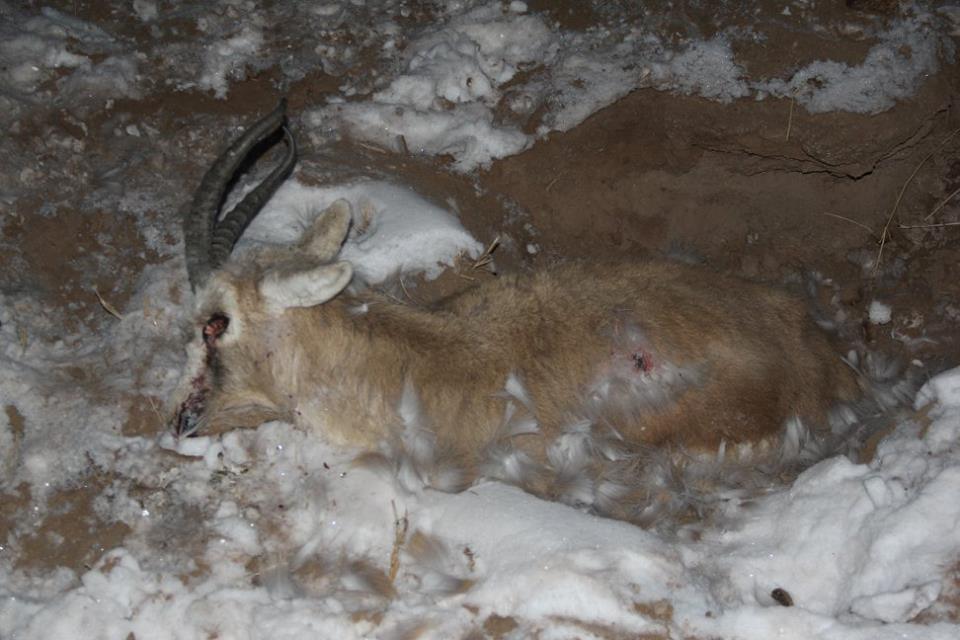 Зэрлэг амьтад осгож үхэх нь ихэсчээ