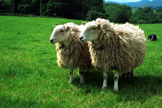 1997 оны энэ өдөр Эдинбургийн эрдэмтэд клонацын аргаар хонь гаргаж авчээ