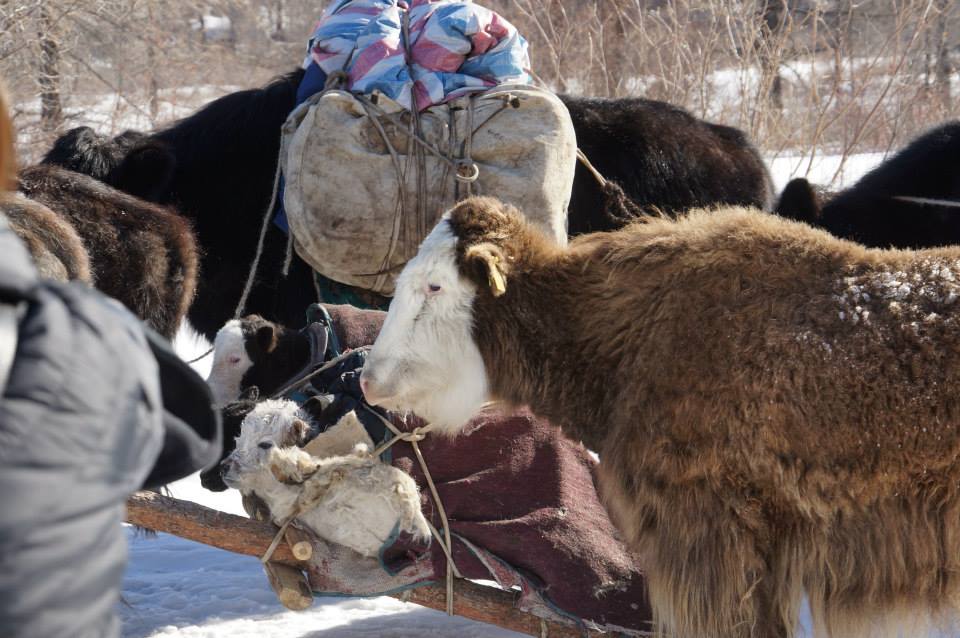 56 сая малыг мөнгөн дүнгээр илэрхийлбэл 9.5 их наяд төгрөг