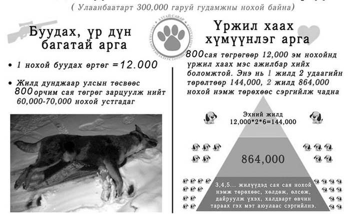 Тэнэмэл нохой устгадаг мөнгөнөөс тэрбумаар нь хэмнэх боломж байна, Хотын дарга аа!