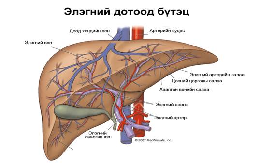 Элэгний үйл ажиллагаа,  гэмтэх шалтгаанууд