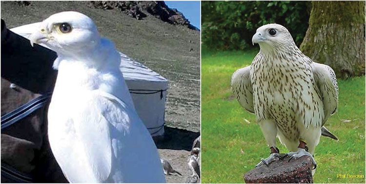 Г.Амарсанаа: Хаан  сүлдний  үнэн учрыг  дэлгэх хувь тохиосонд баяртай  байна