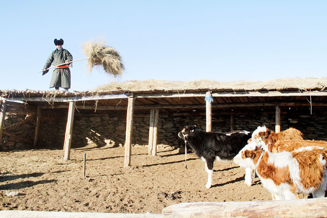 Галын шугаман дээрх малчны хариуцлага