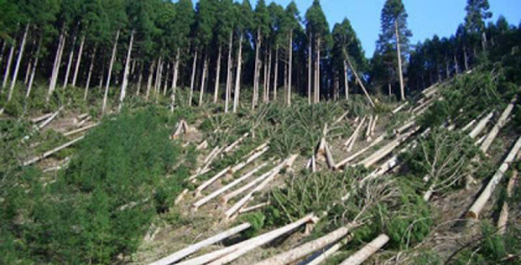 Ойн сангаас 53 мянган га талбай хорогджээ