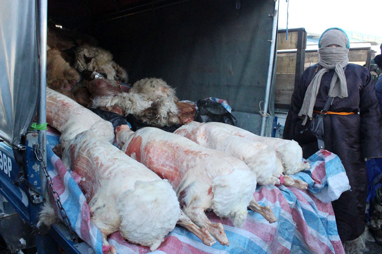 Ууц 100-250 мянган төгрөгийн үнэтэй байна