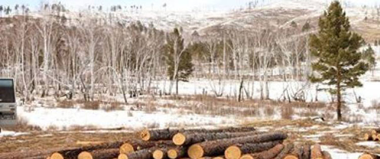 Байгаль орчны гэмт хэргийг зөрчил болгон нуун дарагдуулж байна
