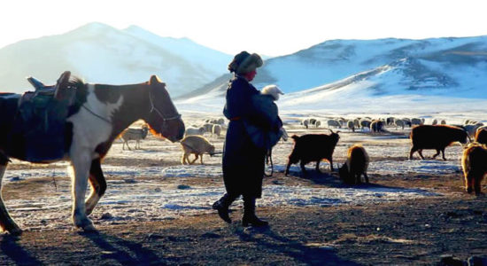 Туслаач гэж малчид гуйгаагүй юм
