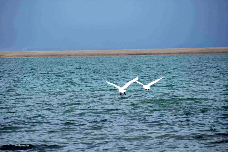 Увс нуураа аварч үлдэх үү, гадаадын хөрөнгө оруулалтаар халхавчилсан эдийн засгийн алуурчдаар устгуулах уу?.