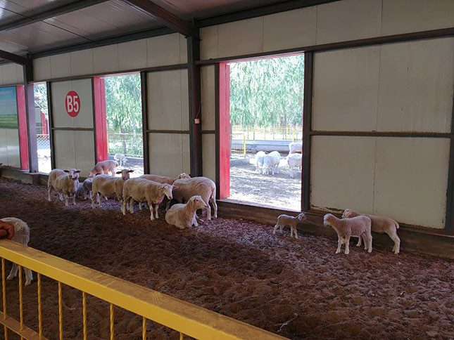 Өвс иддэггүй хоньтой танилцаж, үзэсгэлэнт тосгоноор зугаалав