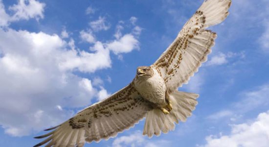 Шонхор барилцсан минь