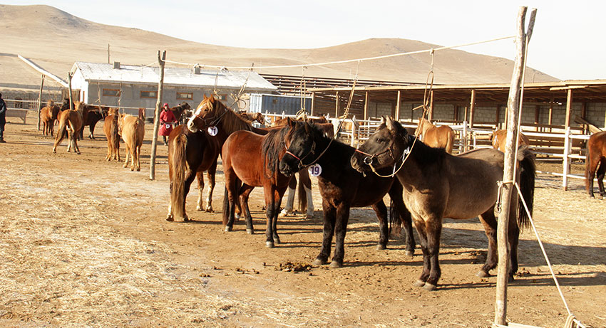 Асгат саарлын угшил өндөр үнээр зарагдлаа