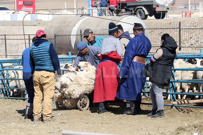 Эмээлт захад хонь 110-250 мянган төгрөгийн үнэтэй байна