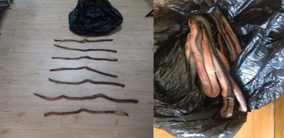 Хятадын иргэн долоон ширхэг бугын чив хилээр нэвтрүүлэхийг завджээ