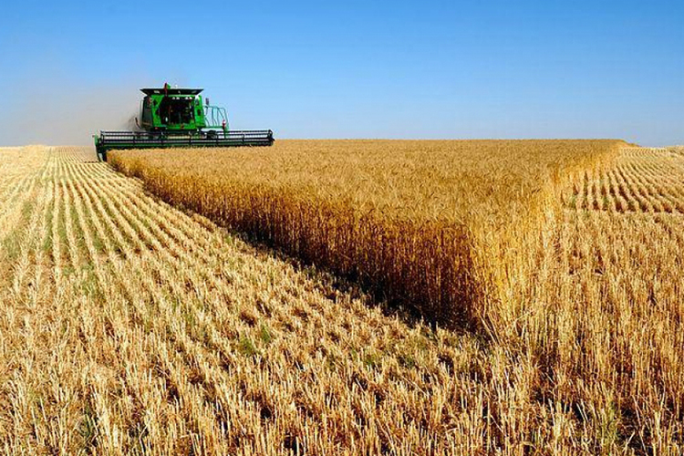 Улсын хэмжээнд 478 мянган га-д тариалалт хийнэ