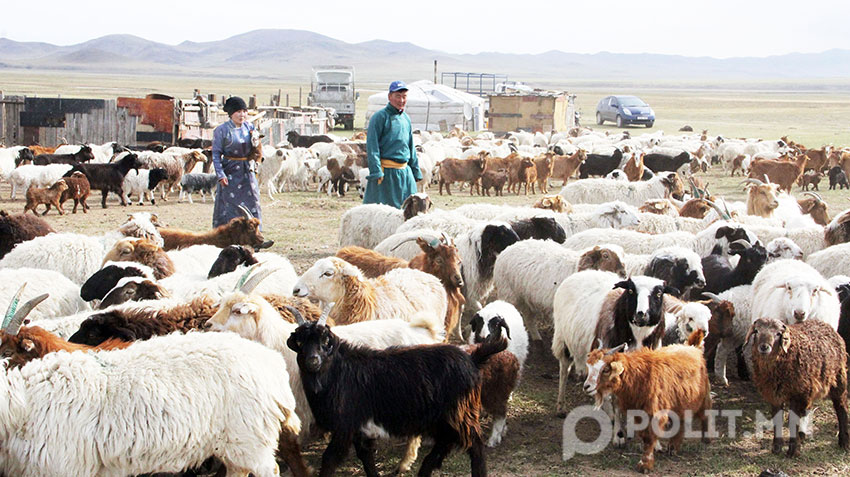 Шинэ цагийн жишиг малчин Т.Чадраабалынх