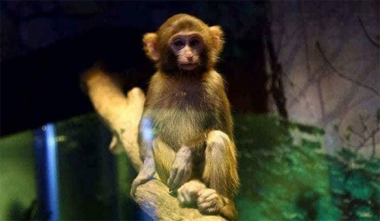 “Polit”-ийн нэг өдөр: “Пөөх ээжээ энд сармагчин явж байна”