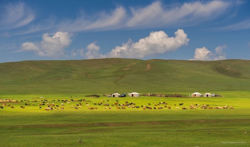 “Polit”-ийн нэг өдөр: Сүхбаатар аймгийн малчин Баярмэндийнх