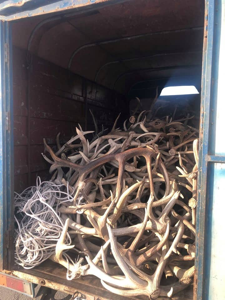 Хөвсгөлөөс 500 кг бугын ясан эвэр тээвэрлэж явжээ