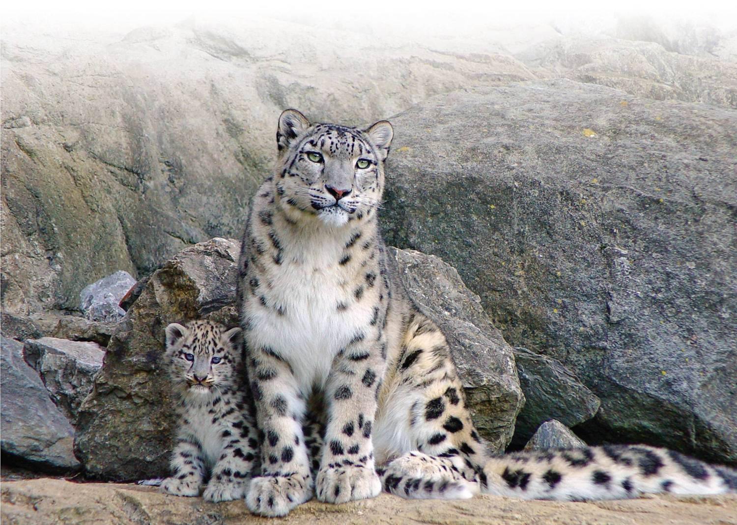 Цоохор ирвэсний хатаасан арьс авч явсныг илрүүлжээ