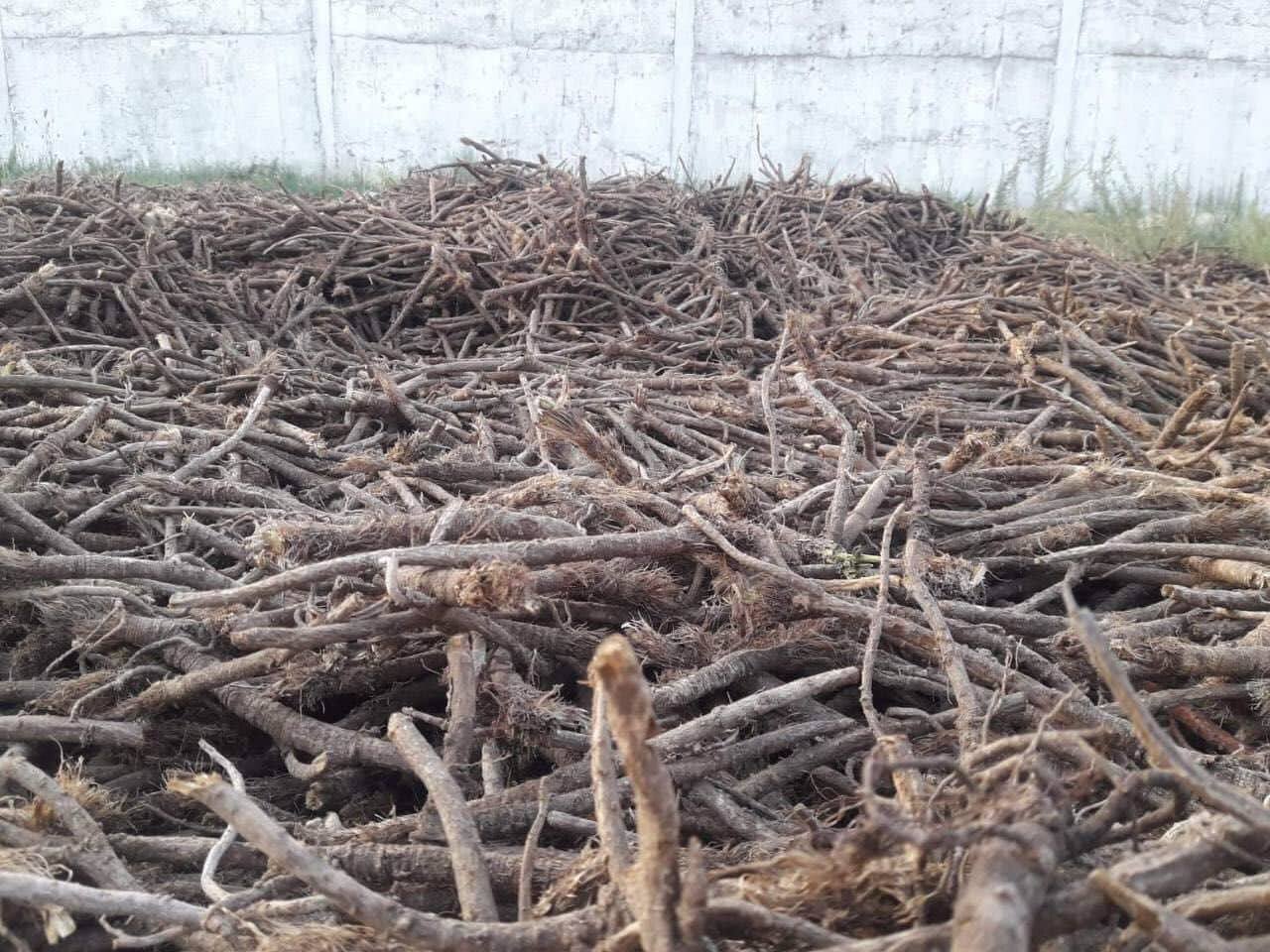 Дэргэвэр жиргэрүү хууль бусаар хадгалж байсныг илрүүллээ