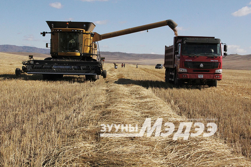 Цаг агаар таагүй, ургац хураалт удаашралтай байна