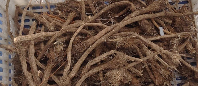 Улсын хилээр 75 шуудай дэрвэгэр жиргэрүү нэвтрүүлэхийг завджээ