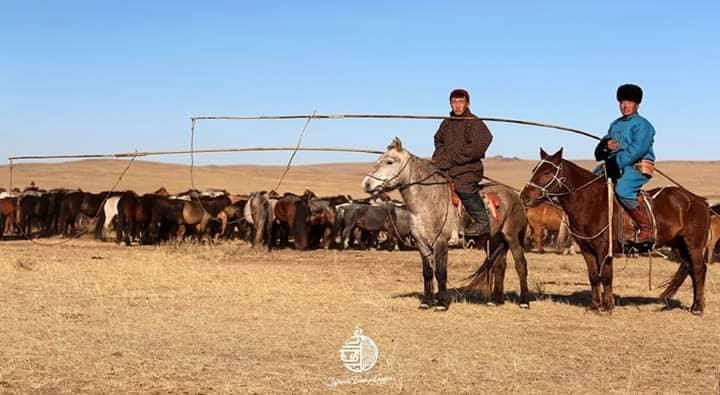 Онцлох сурвалжлага: Монголчууд яагаад суран эдлэлээр адуундаа хазаар, чөдөр, ногт хийдэг вэ