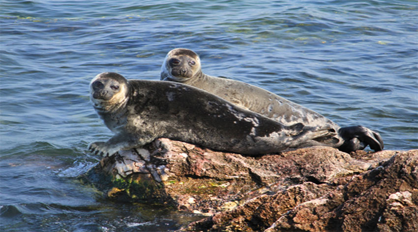 Улаан-Үдийн Зөвлөлүүдийн талбай дахь далайн хав