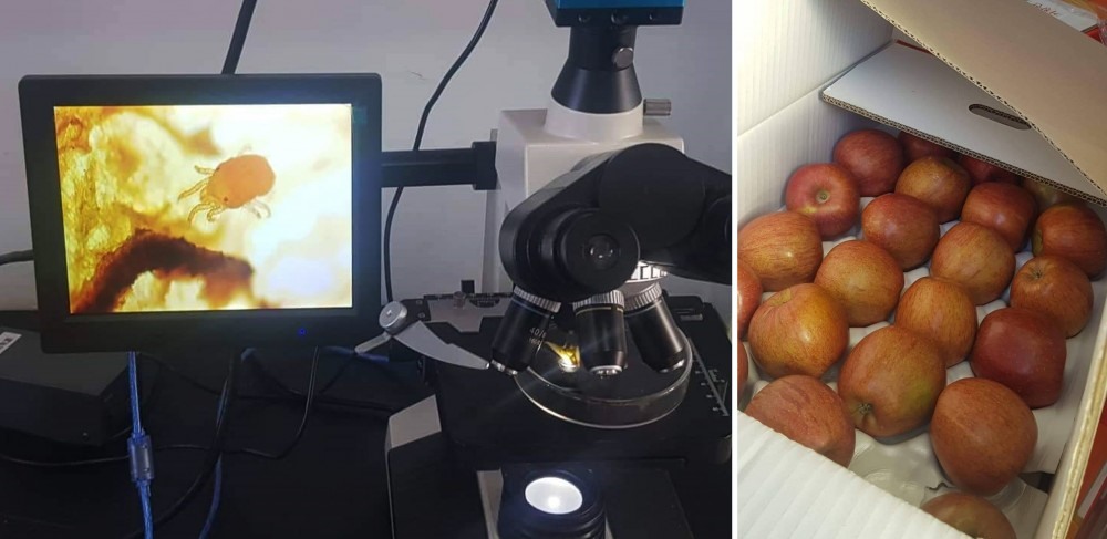 Импортын 9.2 тонн алимнаас амьд хачиг илэрчээ